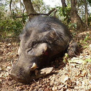 Hunting Giant Forest Hog in Central African Republic