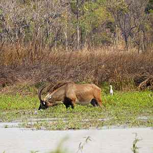 Hunting Roan in Central African Republic