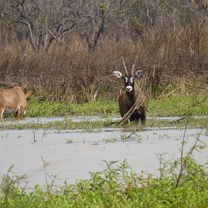 Hunting Roan in Central African Republic