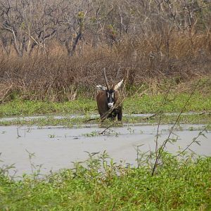 Hunting Roan in Central African Republic