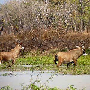 Hunting Roan in Central African Republic