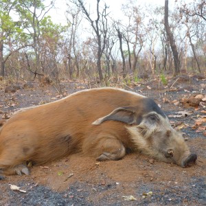 Hunting Red River Hog in Central African Republic