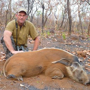 Hunting Red River Hog in Central African Republic