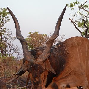 Hunting Giant Eland in Central African Republic