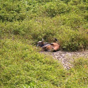 Buffalo in Central African Republic