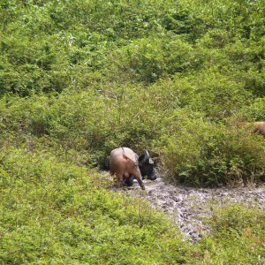 Buffalo in Central African Republic