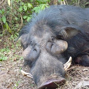 Hunting Giant Forest Hog in Central African Republic