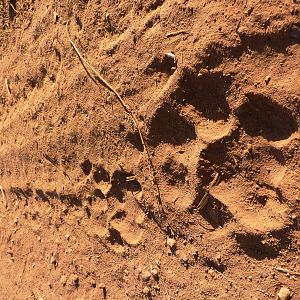 Lion Track CAR