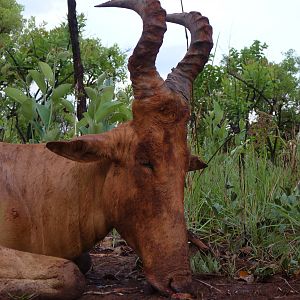 Hunting Lelwel Hartebeest in CAR