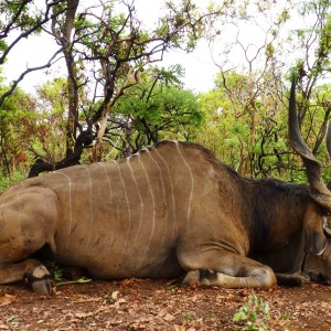 Hunting Lord Derby Eland in CAR