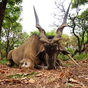 Hunting Lord Derby Eland in CAR