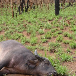 Hunting Buffalo in CAR