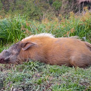 Red River Hog hunted in CAR