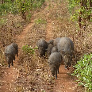 Giant Forest Hog family in CAR