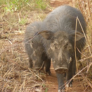 Giant Forest Hog family in CAR