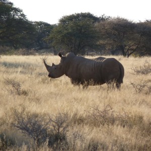 Rhino in South Africa