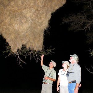 Weaver Nest South Africa