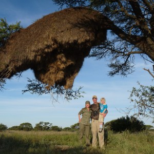 Weaver Nest South Africa