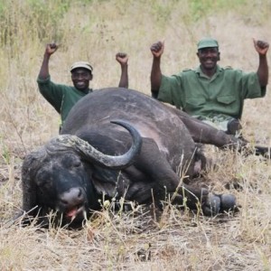 42 inch Buffalo hunted in Zimbabwe with Pelandaba Safaris