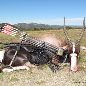 Bowhunting Bontebok in South Africa