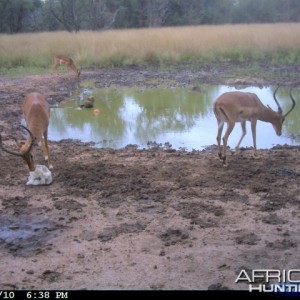 Impala