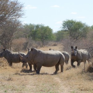 2010 RSA Rhinos