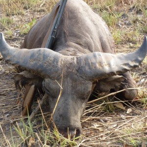 Record Buffalo hunted in Benin