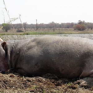 Hunting Hippo