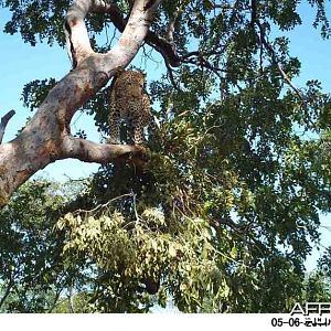 Leopard on Bait in Zimbabwe