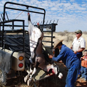 Loading Oryx (heifer)