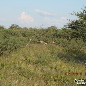 Oryx Namibia