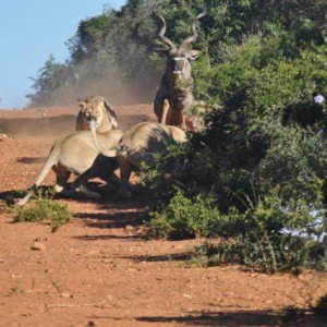 Failed Lion Ambush