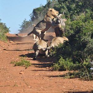 Failed Lion Ambush