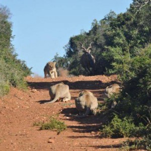 Failed Lion Ambush