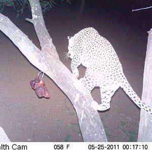 Leopard on Bait in Namibia