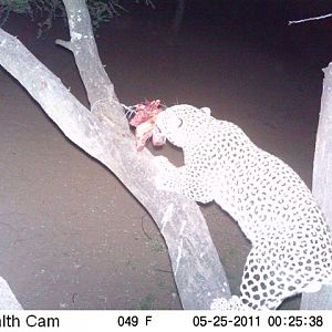 Leopard on Bait in Namibia