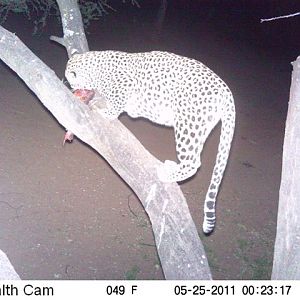 Leopard on Bait in Namibia