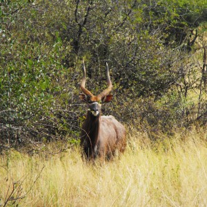 A nice Nyala bull we named 'Lopside'