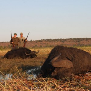 Buffalo hunted in Namibia Chobe flood plains