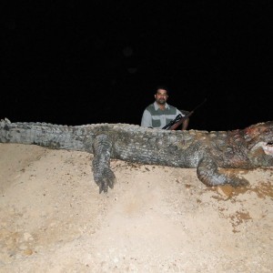 mugger/indus crocodile 14 feet