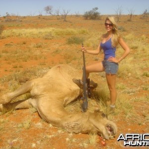 Babe Hunting Camel