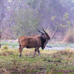 Lord Derby Eland Bull in Central Africa