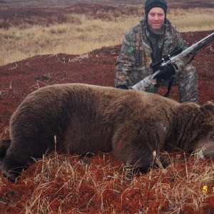 Alaska Brown Bear