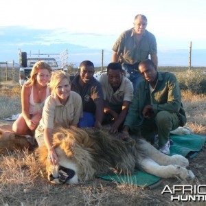 Some of our lions when they are darted