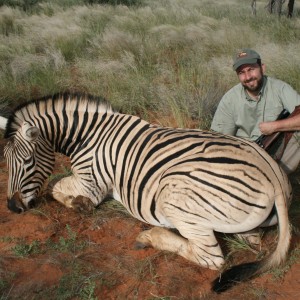 Burchell Zebra, Kalahari
