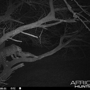 Baited Leopard in Namibia