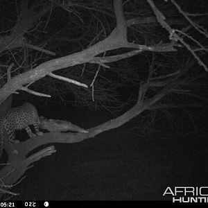 Baited Leopard in Namibia