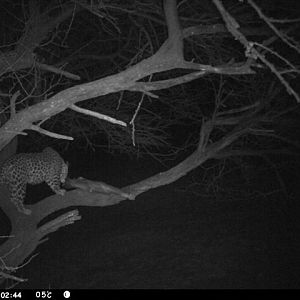 Baited Leopard in Namibia