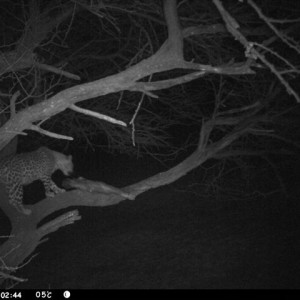 Baited Leopard in Namibia