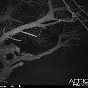 Baited Leopard in Namibia